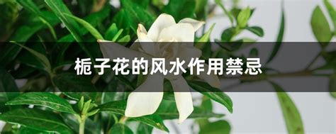 梔子花禁忌|栀子花的风水作用禁忌